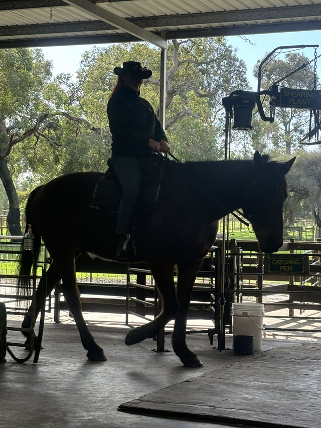 호주 승마체험! 🐎🌿