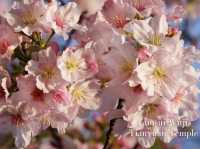 Cherry Blossom Viewing -Tianyuan Palace