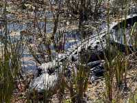 Into the Wild – Exploring the Untamed Beauty of Everglades National Park