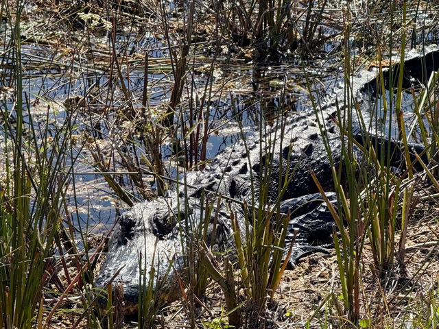 Into the Wild – Exploring the Untamed Beauty of Everglades National Park