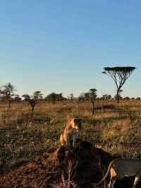 🦁 Explore Serengeti National Park, Tanzania – A Safari Like No Other! 🌿🐾