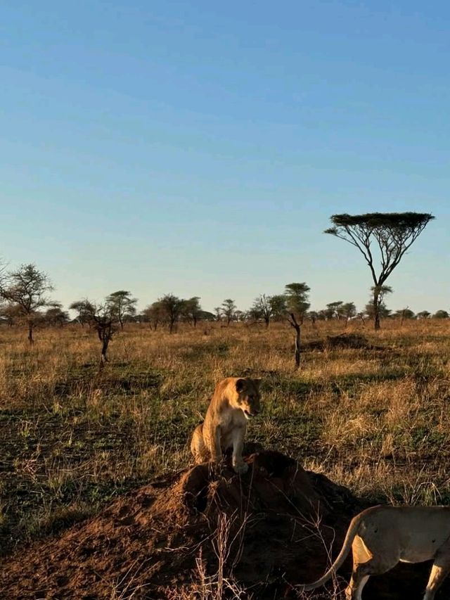 🦁 Explore Serengeti National Park, Tanzania – A Safari Like No Other! 🌿🐾