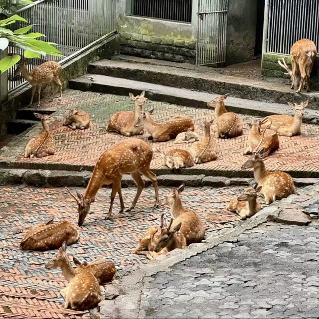 廣州動物園-市中心的動物世界