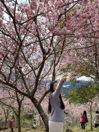 悠然秘境 櫻花林