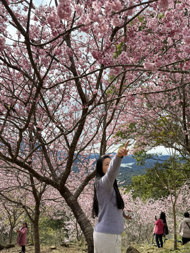 悠然秘境 櫻花林