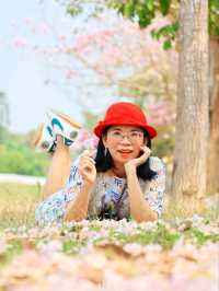 ชมดอกชมพูพันธุ์ทิพย์ ม. เกษตร กำแพงแสน นครปฐม