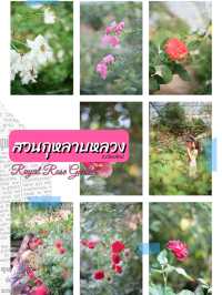 พาไปชมสวนกุหลาบหลวง 🌹ที่เชียงใหม่
