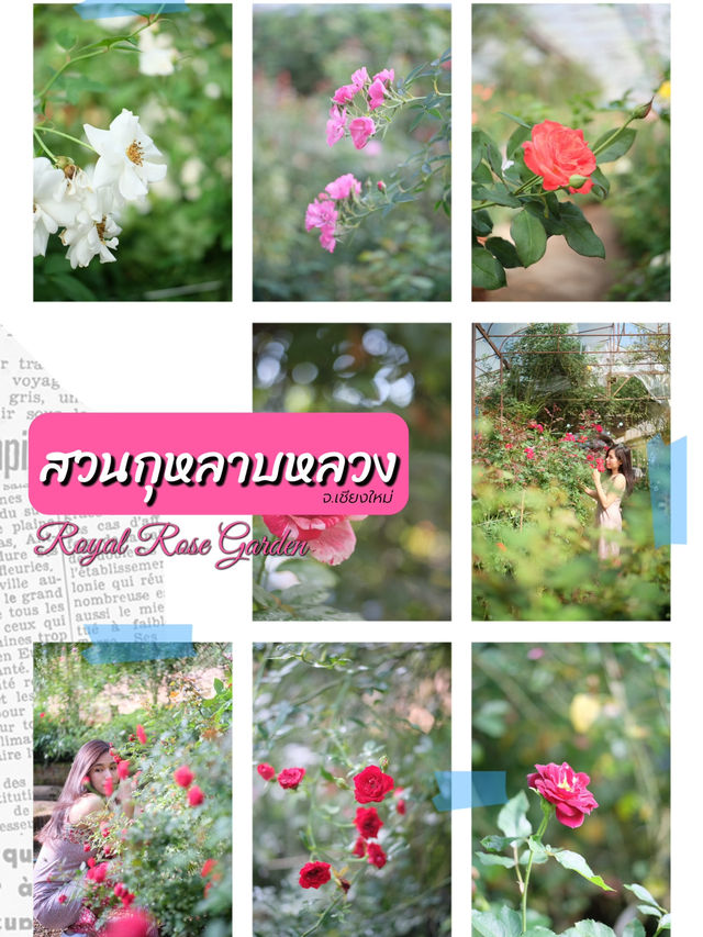 พาไปชมสวนกุหลาบหลวง 🌹ที่เชียงใหม่