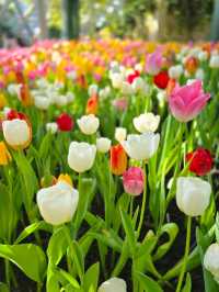 🌸 Miracle of Natural – สวนดอกไม้เมืองหนาวระยอง❄️ 