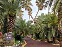 An enchanting palm forest in Jeju, Sangari Palm Forest