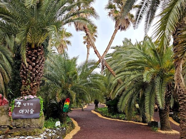 An enchanting palm forest in Jeju, Sangari Palm Forest