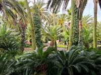 An enchanting palm forest in Jeju, Sangari Palm Forest