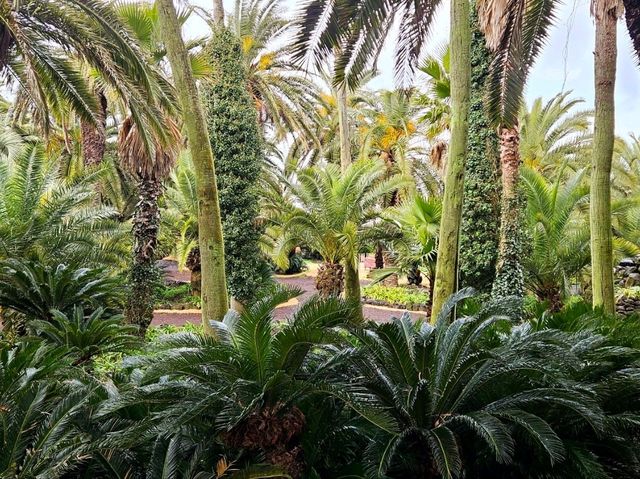 An enchanting palm forest in Jeju, Sangari Palm Forest