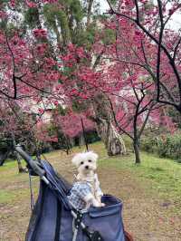 中壢莒光公園｜市區賞櫻花🌸的好地點｜寵物友善景點