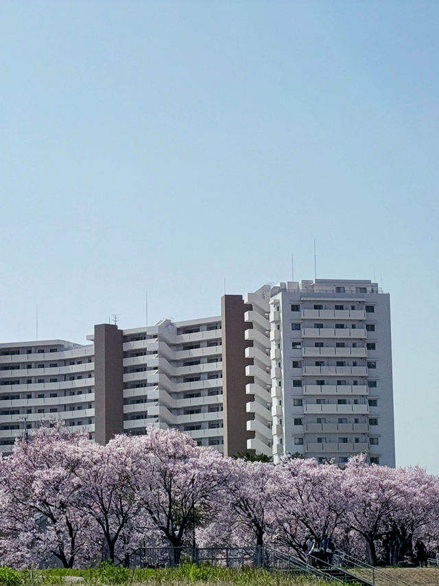 私房景點！大阪狹山池公園的櫻花絕景🌸