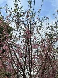 天水圍公園的櫻花盛宴 🌸
