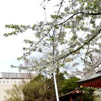 新宿花園神社 | 東京市中心賞櫻的隱秘寶地