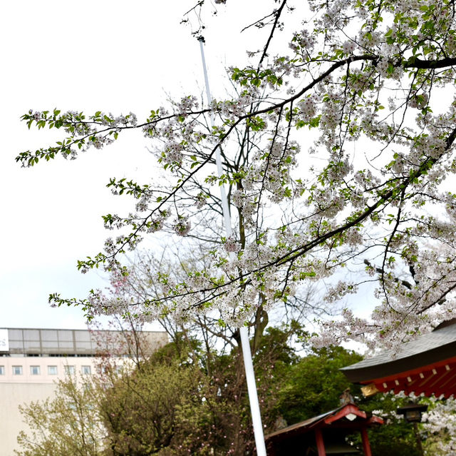 新宿花園神社 | 東京市中心賞櫻的隱秘寶地