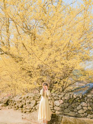 💛산수유가 보고 싶으면 꼭 가야 하는 곳💛