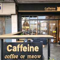 cat cafe in lamphun