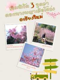 รวมพิกัด 3 จุดล่าดอกนางพญาเสือโคร่ง @เชียงใหม่
