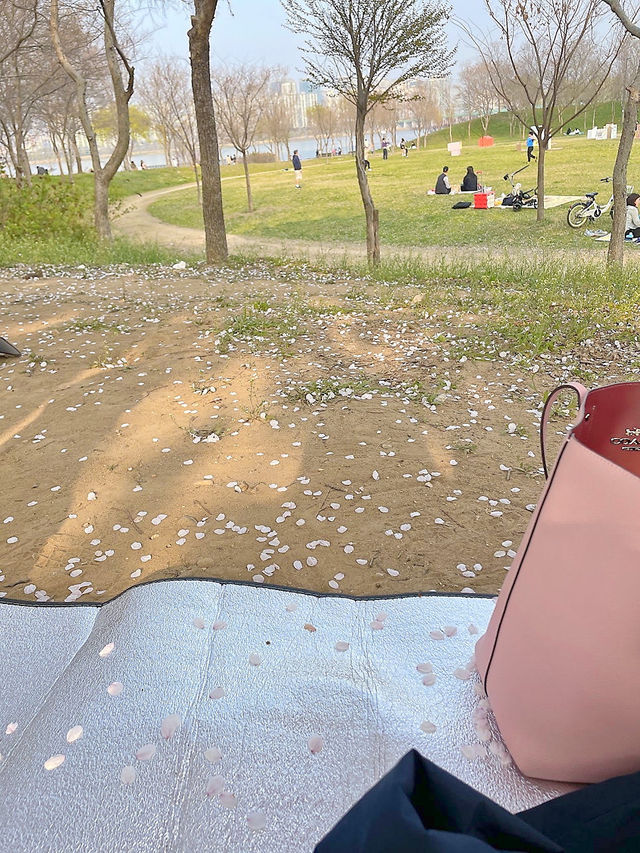 🌸서울 여의도 벚꽃축제, 사람없는 스팟 추천🌸