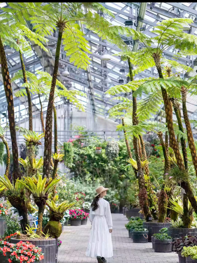 1年中満開のお花が楽しめる🌺 『ベゴニアガーデン』