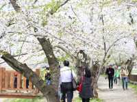 ซากุระบานริมสายน้ำ ที่ Hinokinai River, Kakunodate