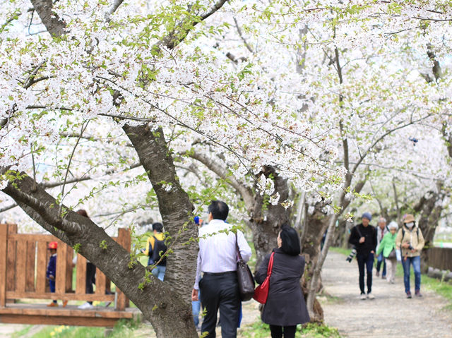 ซากุระบานริมสายน้ำ ที่ Hinokinai River, Kakunodate