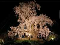 Maruyama Park, Kyoto