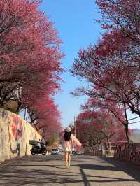 순천 매화 여행코스 추천🌸 하루 만에 다 갈 수 있어요💖