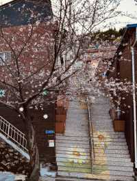 Spring's Hidden Treasure in Busan's Hills 💎🌼