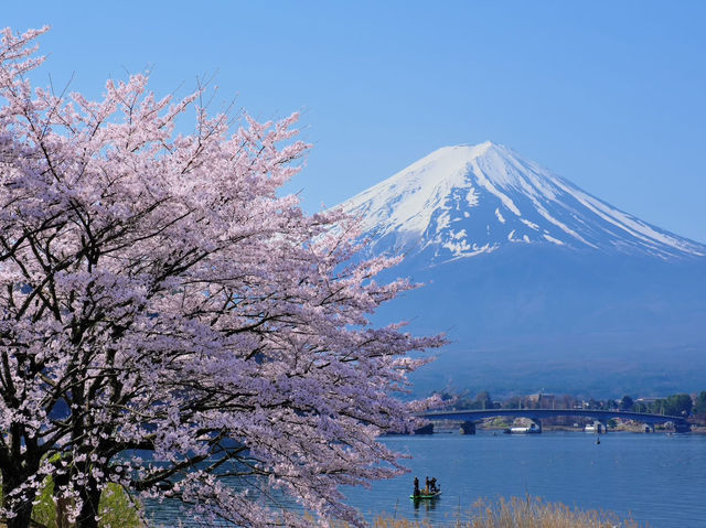 Chasing Sakura at Lake Kawaguchiko