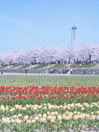【富山】行かなきゃ損‼️残雪の山×桜×チューリップ✨ここでしか見れない🤩