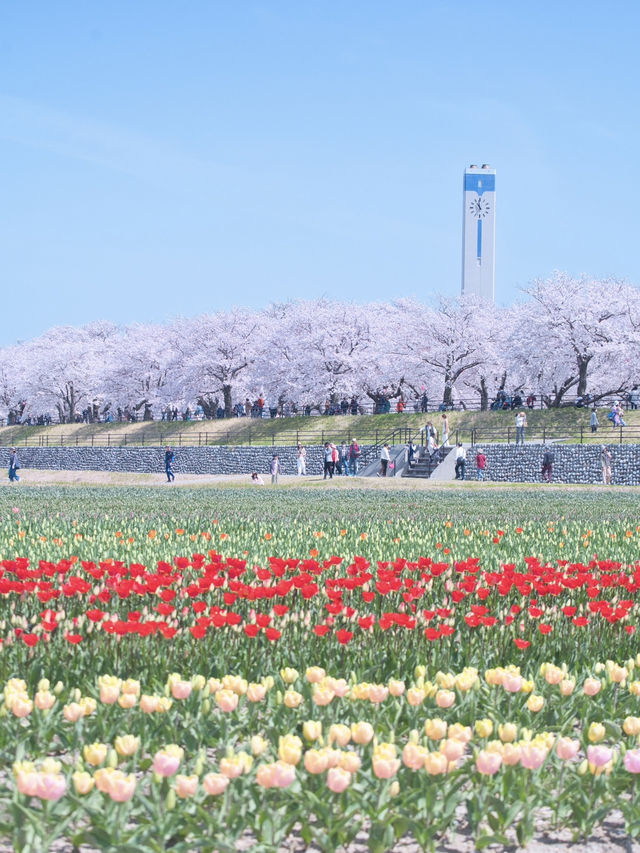 【富山】行かなきゃ損‼️残雪の山×桜×チューリップ✨ここでしか見れない🤩