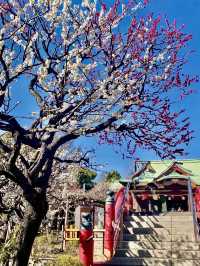 Springtime at Kameido Tenjin Shrine🌸