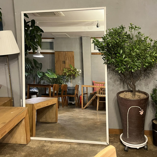 고양이와 식물이 가득한 카페 PACE COFFEE 🍵