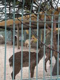 Kunming Zoo จุดชมดอกไม้บาน