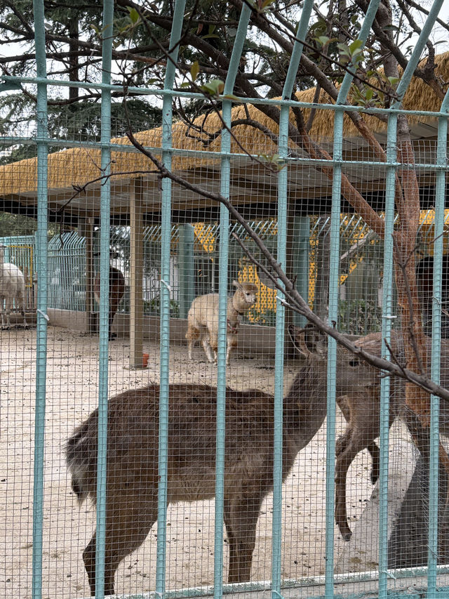 Kunming Zoo จุดชมดอกไม้บาน