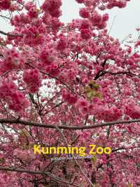 Kunming Zoo จุดชมดอกไม้บาน