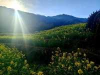 The Golden Tapestry of Southern China
