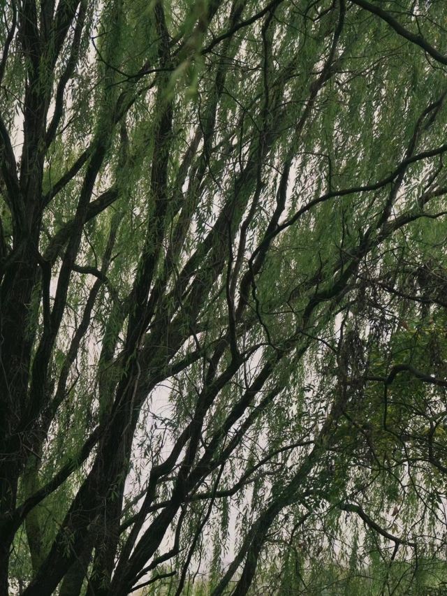Longyi Botanical Garden