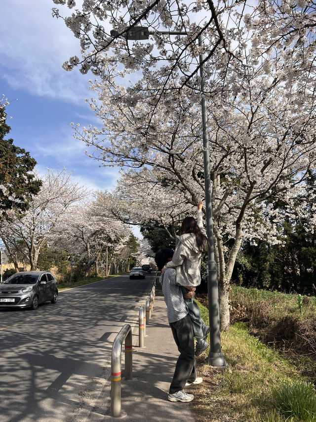 제주 숨겨진 벚꽃명소, 알려드릴게요🌸