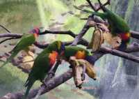#珍珠野生動物園（Vinpearl Safari Phu Quoc）-越南富國島