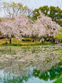 Wuxi Yuantouzhu Cherry Blossoms - China's Most Stunning Lakeside Sakura