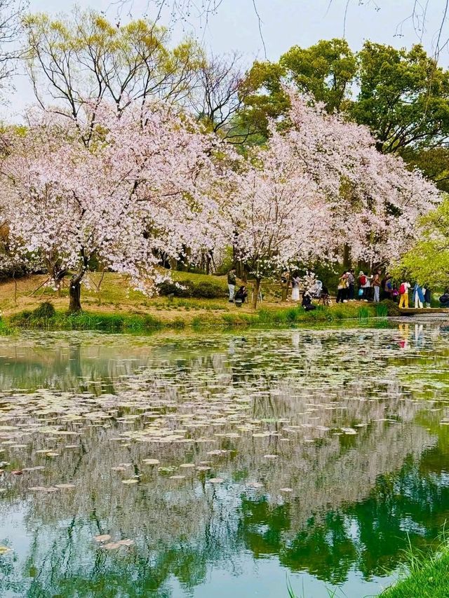 Wuxi Yuantouzhu Cherry Blossoms - China's Most Stunning Lakeside Sakura