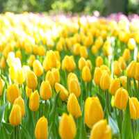 Miracle of Natural 