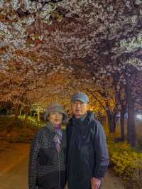 전남 보성 봄에 가기좋은 벚꽃명소