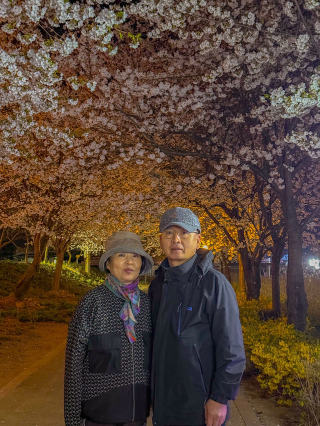 전남 보성 봄에 가기좋은 벚꽃명소