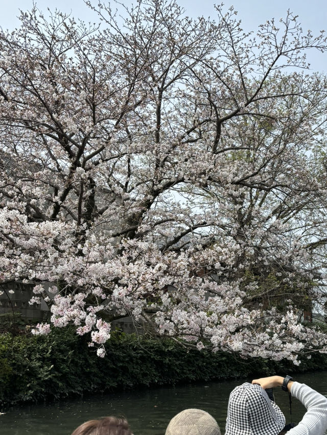 柳川觀光遊船：春日櫻花之旅 🌸🚣‍♂️